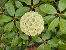 Keramik mintgrüne Blüte