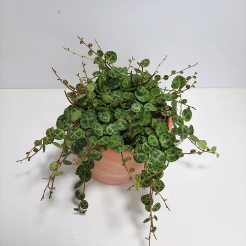 Peperomia prostrata - , –