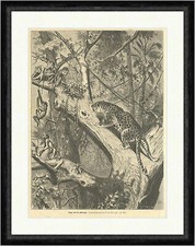 Tiger auf der Affenjagd Frenzel Tiere Urwald Baum Klettern  Faksimile_E 14868