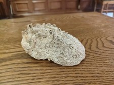 Verkalkte Versteinerte