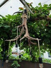 Hirschgeweih /Geweihlampe / Jäger- Rustikal Dekoration 