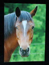 Postkarte Mecklenburger Mix,Pferd,Pferde,Tiere,Pferdepostkarte,AK,Ansichtskarte