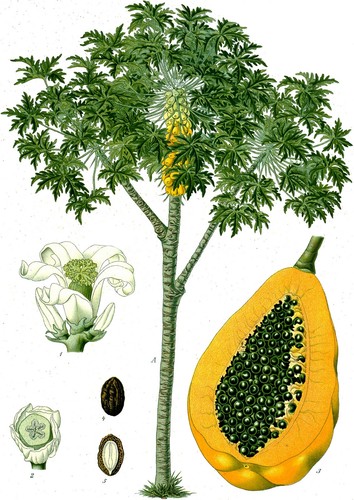 Samen papaya obst für drinnen - samen,