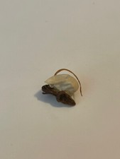 Getrocknete Eidechse Korpus fossil, Knochen, Haut, Skelett, Ei -  sehr rar