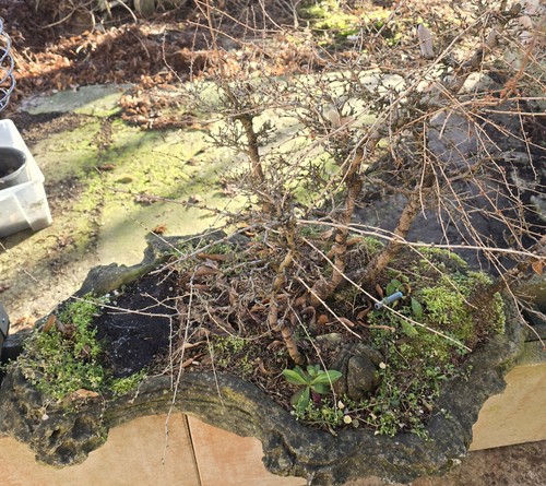 Bonsai wäldchen auf - wäldchen,