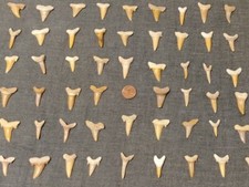 Haifischzähne versteinert 5x - ,