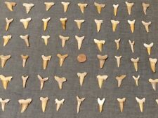 Haifischzähne  Versteinert 5x 2-3cm Hai Zahn Haifisch Zahn 