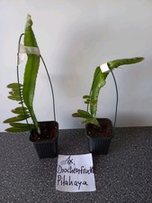 Drachenfrucht und Mango