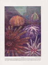 Seeigel Echinoidea Stachelhäuter FARBDRUCK von 1912 Sea urchin Urchins