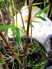 Fargesia Jiuzhaigou 1, roter Bambus 80-90cm, filigraner Gartenbambus