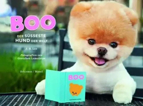 Boo der süßeste hund - süßeste,