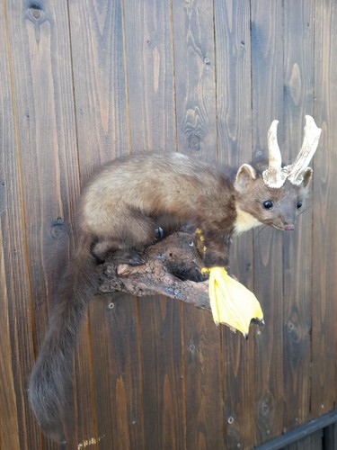 Wolpertinger fabelwesen - wolpertinger,
