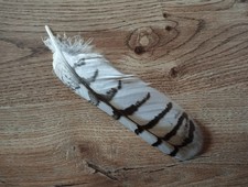 Tolle Eulenfeder, mit Nachweis