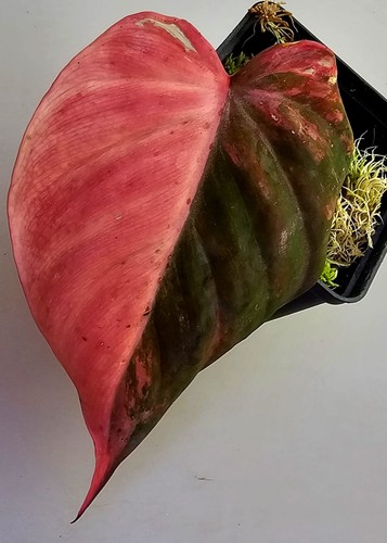 Sehr schöne philodendron - sehr,