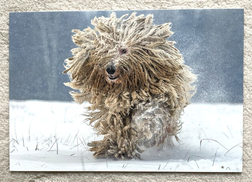 Postkarte hund 1 - postkarte,