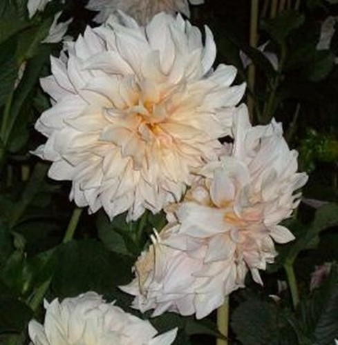 Dahlien knollen café - dahlien, au