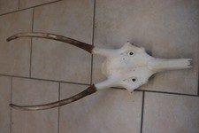 Spießer Hirschspießer Geweih endzeitdeko escaperoom escape room Wikingerdeko