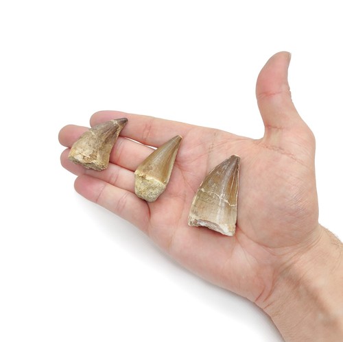 Mosasaurus zahn natur - mosasaurus,