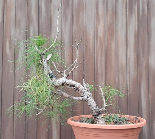 Bonsai uralte waldkiefer - -,