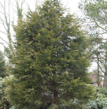 Gelbe Leyland Zypresse Castlewellan Gold 80-100cm - Cupressocyparis leylandii