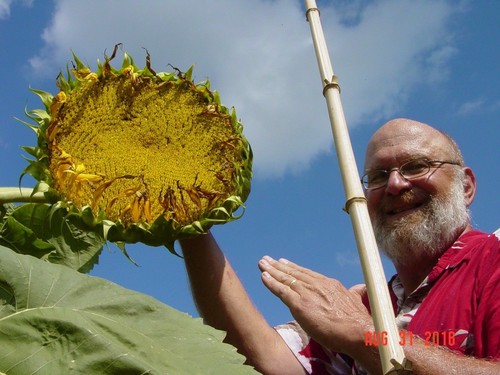 Riesen sonnenblumen samen - 12,