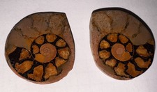 Ammoniten Paar Poliert