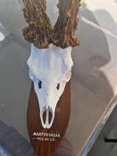 1 Stück Rehgeweih (FAKE nicht