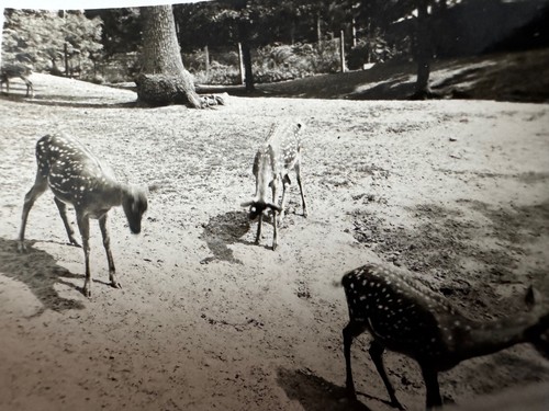 Vintage foto rehe wildpark - foto,