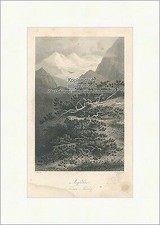 Legföhre Latschenkiefer