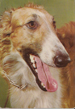 Windhund *  LEVRIER   *   Borzoi   *  Barsoi   Postkarte  # PL03