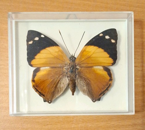 Präparierter schmetterling - präparierter,