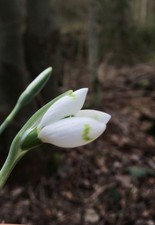Galanthus Schneeglöckchen green tip "Snow Fox" sehr große Zwiebel Sammler-Sorte