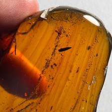 SPINNE in RIESIGEM Burmese /