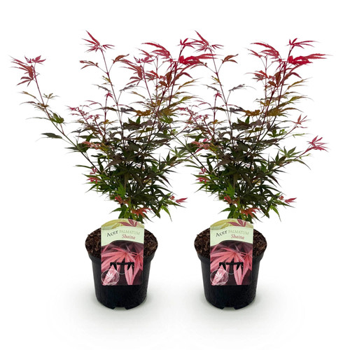 Japanischer ahorn acer - -,