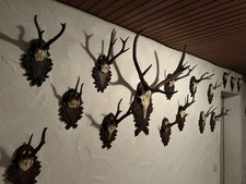 Rehgeweihe Jagdtrophäe Abwurfstangen Rehgehörne Rehstangen Auf Holzbrett Deko