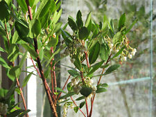 2 winterharte Erdbeerbäume