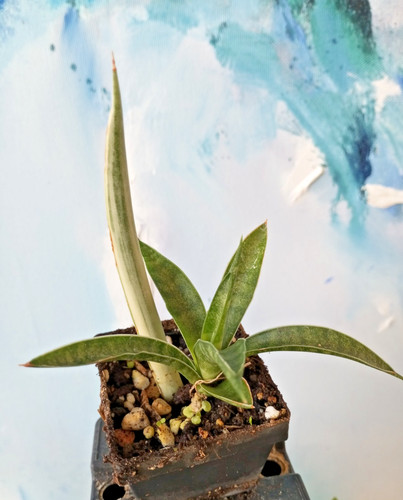 Sansevieria eine - sp.,,