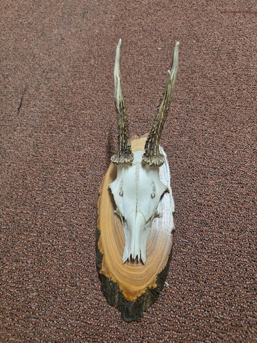 Jagdtrophäe geweih guter - jagdtrophäe,