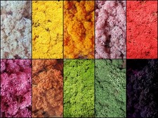 25 g (15,00€/100g) Islandmoos Moos grün o. farbig, Farbwahl, f. Modellbau usw.