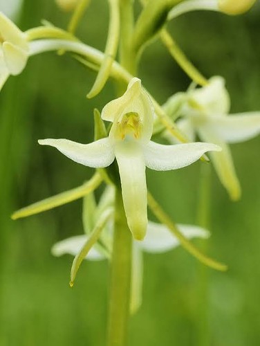 Platanthera bifolia nearf - bifolia,