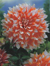 1 Schmuck Dahlien Großblütig