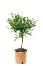 Australische fingerlimette - fingerlimette,