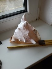 Large Shell Riesen Conchiglia Cassis Cornuta Muschel Koralle Meeresschneke 820 G