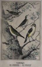 Deciduous Birds Steel