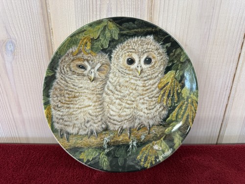 Wedgewood the baby owls - the,