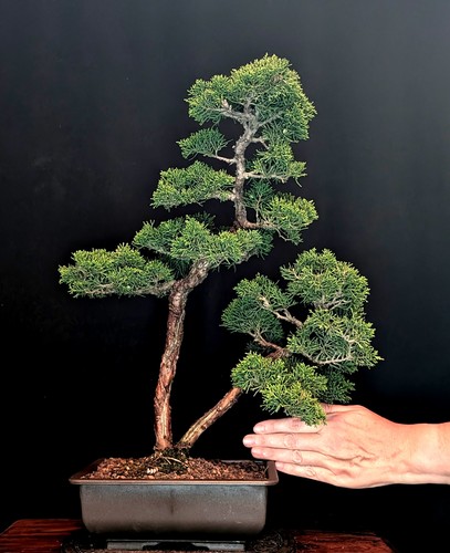Bonsai chinesischer wacholder - bonsai,