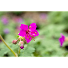 Geranium macrorrhizum czakor - geranium, 'czakor'
