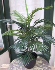 Palmenbaum Palme Arekapalme