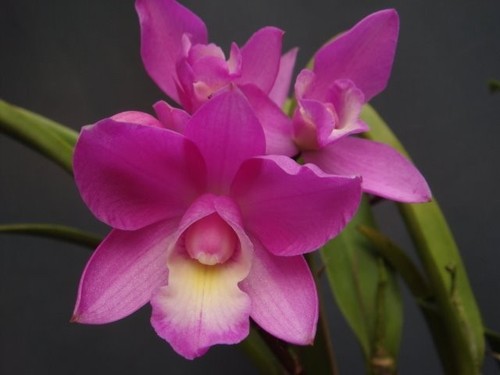Mini taiwan orchidee cattleya - mini,
