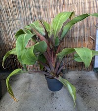 Xxl bromelie aechmea tayoensis - bromelie,